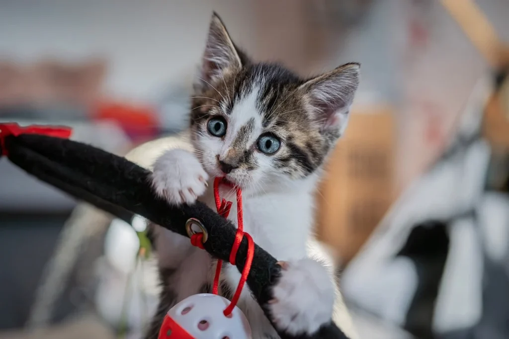 como saber el sexo de mis gatitos